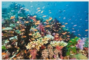 珊瑚礁生态系统中生物种类丰富具有什么能力