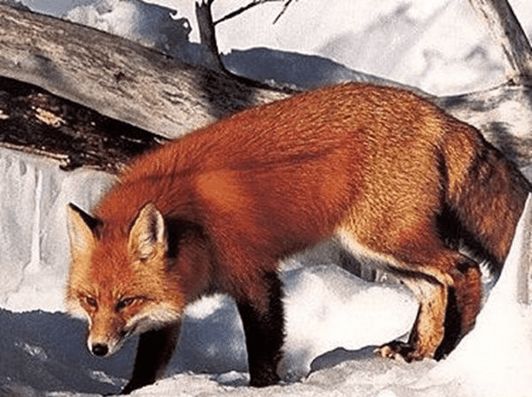 狐狸炼金术的科学解释揭晓，狐狸炼金术是真的吗？ （长生不老的传闻）