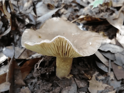 有句顺口溜说吃毒蘑菇，白色伞和白色茎的蘑菇更可怕，为什么是这样？ 